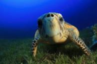 hawksbill-sea-turtle